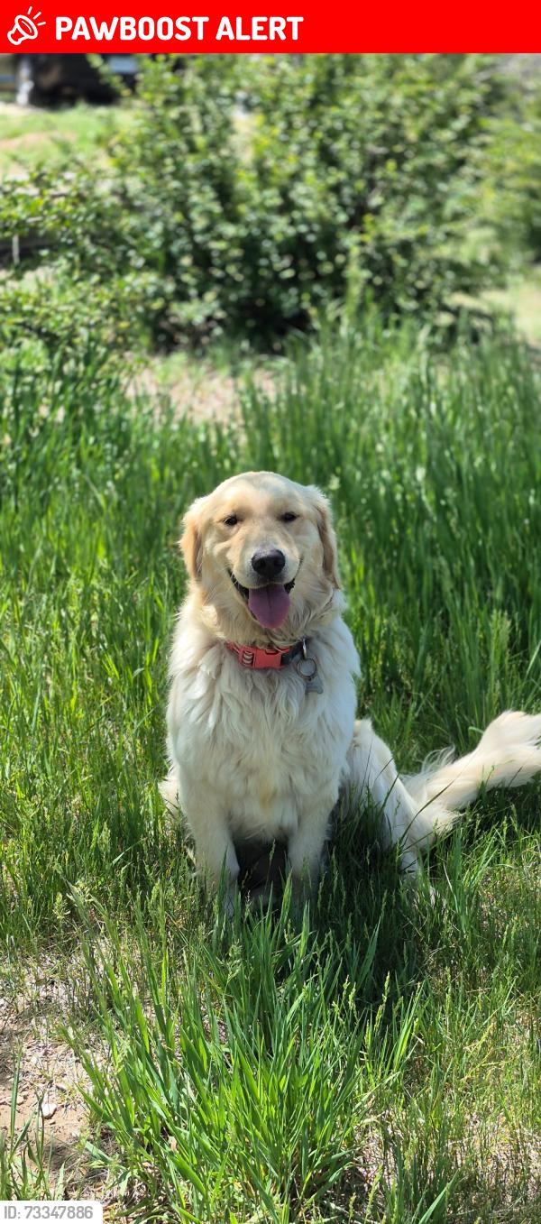Lost Female Dog last seen Green Spring Road Colorado Springs Colorado, Colorado Springs, CO 80925