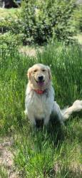 Lost Female Dog last seen Green Spring Road Colorado Springs Colorado, Colorado Springs, CO 80925