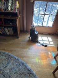 Reunited Male Cat last seen Baldwin Ave/Ramona/Santa Ana Canyon, Orange, CA 92865