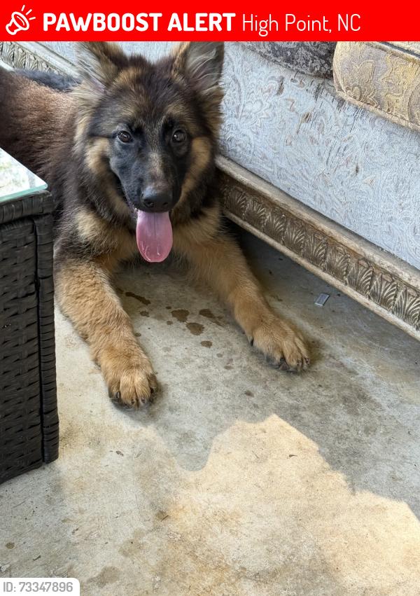 Lost Female Dog last seen Highpoint, High Point, NC 27263