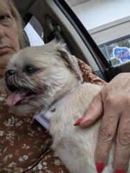 Found/Stray Unknown Dog last seen Highway 45 and 67, Kewaskum, WI 53040