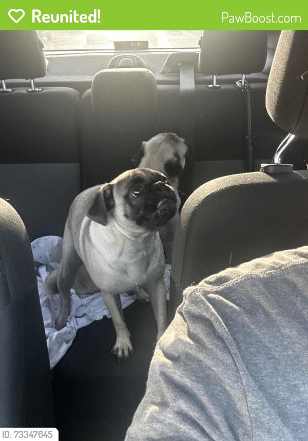 Reunited Unknown Dog last seen Central City, Phoenix, AZ, USA, Phoenix, AZ 85034