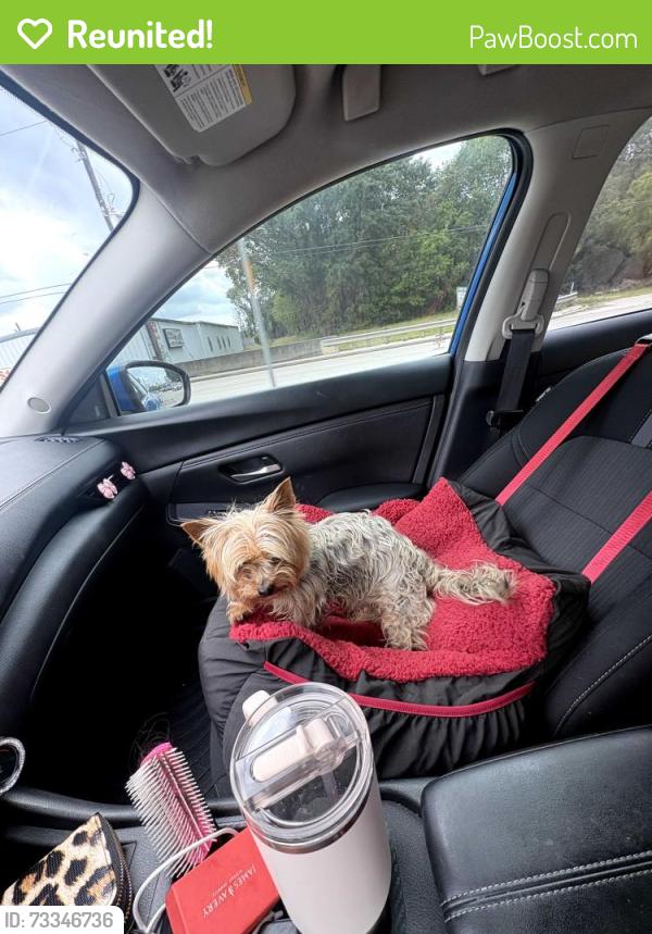 Reunited Male Dog last seen Rayford/ Harmony/Allegro, Spring, TX 77386