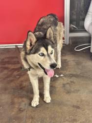 Reunited Unknown Dog last seen 7th and n Washington Pl, Long Beach, CA 90813