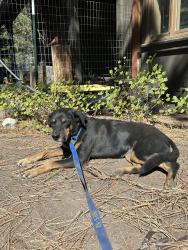 Found/Stray Female Dog last seen Kramer Junction Pilot Gas Station, Kramer Junction, CA 93516