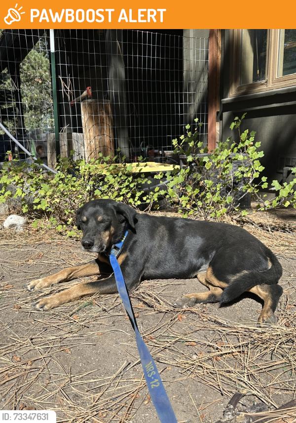 Found/Stray Female Dog last seen Kramer Junction Pilot Gas Station, Kramer Junction, CA 93516