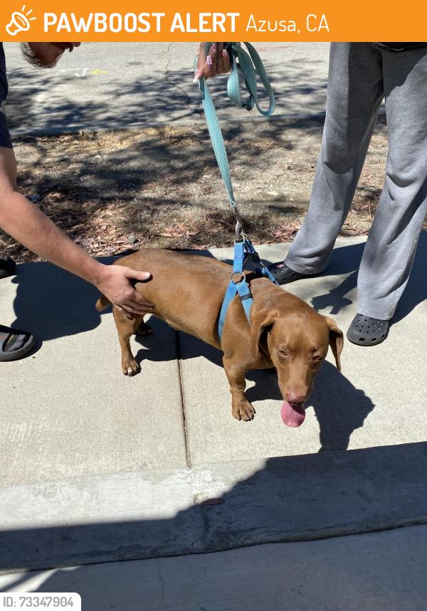 Found/Stray Male Dog last seen S aspan ave, Azusa, CA 91702