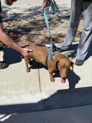 Found/Stray Male Dog last seen S aspan ave, Azusa, CA 91702