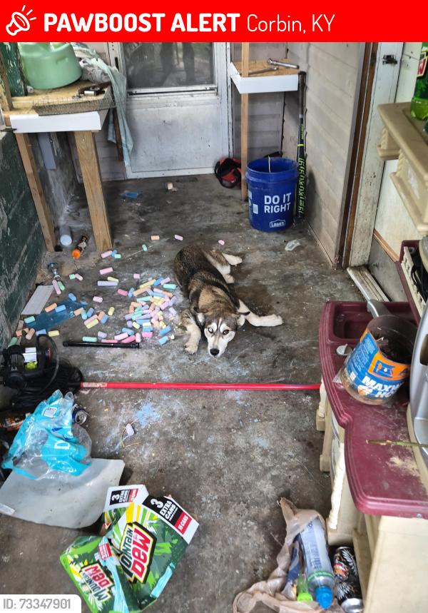 Lost Female Dog last seen Old grace health building, Corbin, KY 40701