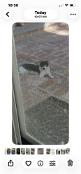 Found/Stray Unknown Cat last seen conejo oaks, Thousand Oaks, CA 91362