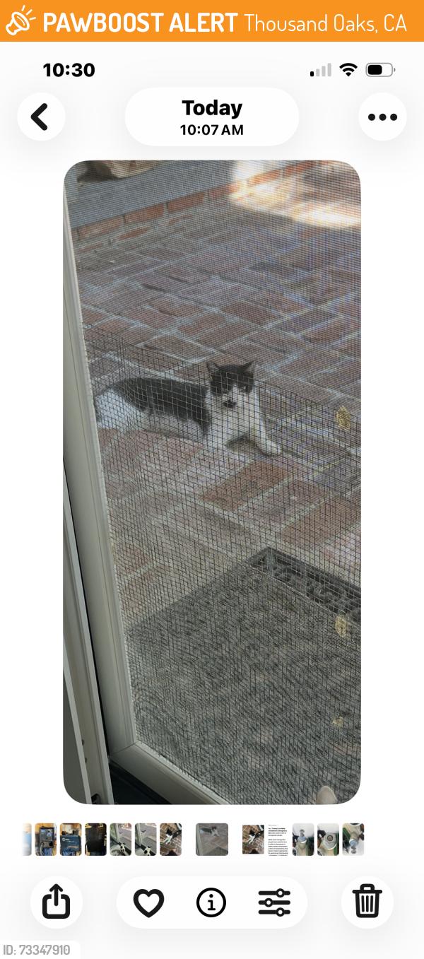 Found/Stray Unknown Cat last seen conejo oaks, Thousand Oaks, CA 91362