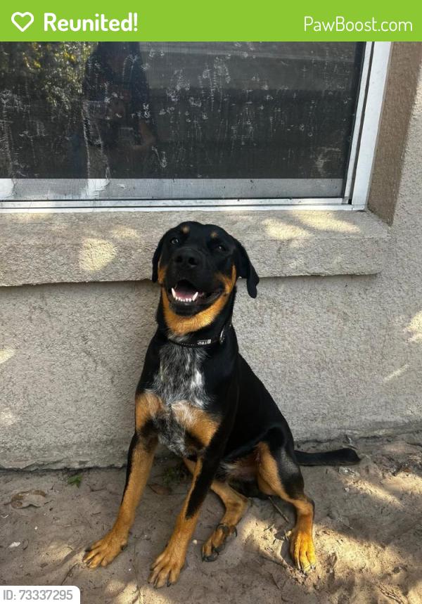 Reunited Male Dog last seen Errol Pkwy, Apopka, FL, USA, Apopka, FL 32712