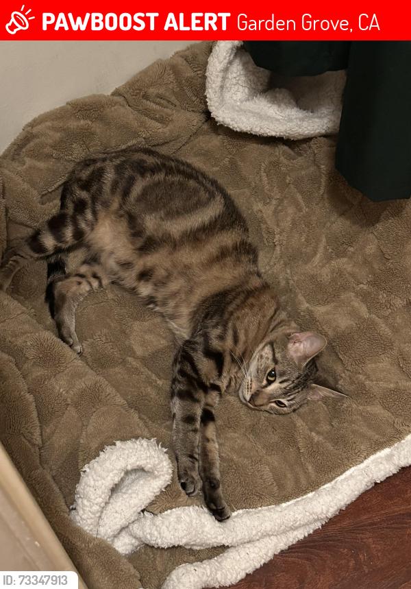 Lost Female Cat last seen By park grove area, Garden Grove, CA 92844