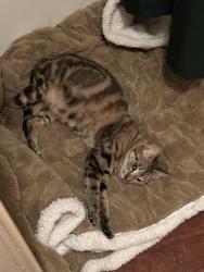Lost Female Cat last seen By park grove area, Garden Grove, CA 92844