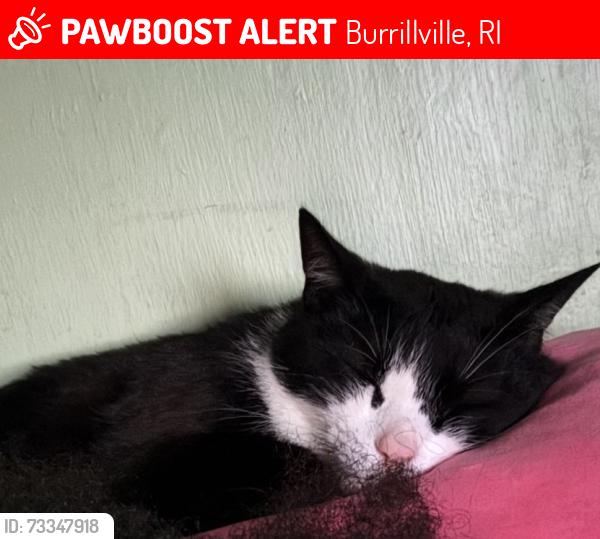 Lost Male Cat last seen Victory highway, village way, stockwell road, Burrillville, RI 02826