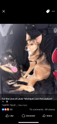 Lost Male Dog last seen Romulus dog park, Romulus, MI 48174