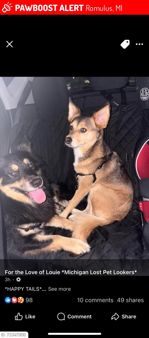 Lost Male Dog last seen Romulus dog park, Romulus, MI 48174