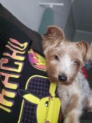 Lost Female Dog last seen Mclean pl and Walton Farms dr, Augusta, GA 30815