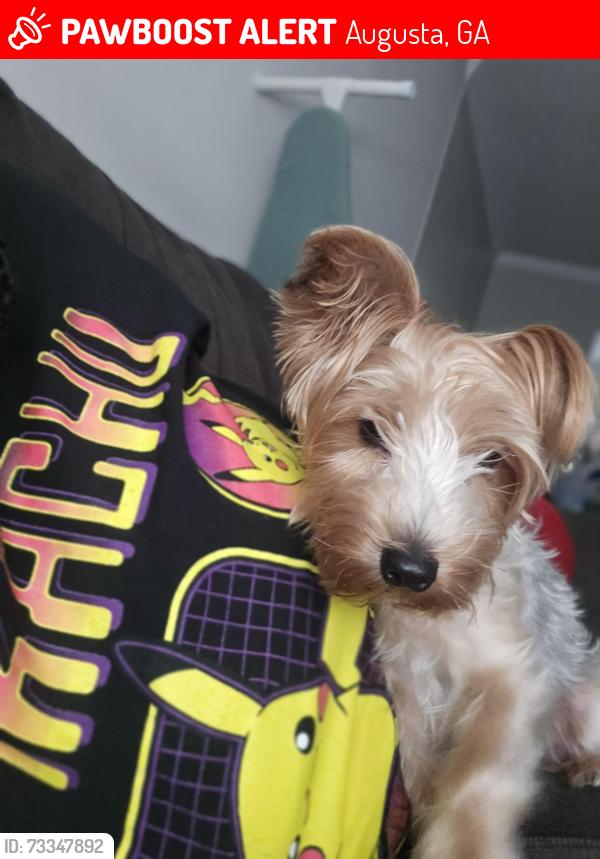 Lost Female Dog last seen Mclean pl and Walton Farms dr, Augusta, GA 30815
