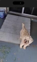 Found/Stray Female Dog last seen 35th Ave. Bethany Home Rd., Phoenix, AZ, Phoenix, AZ 85019