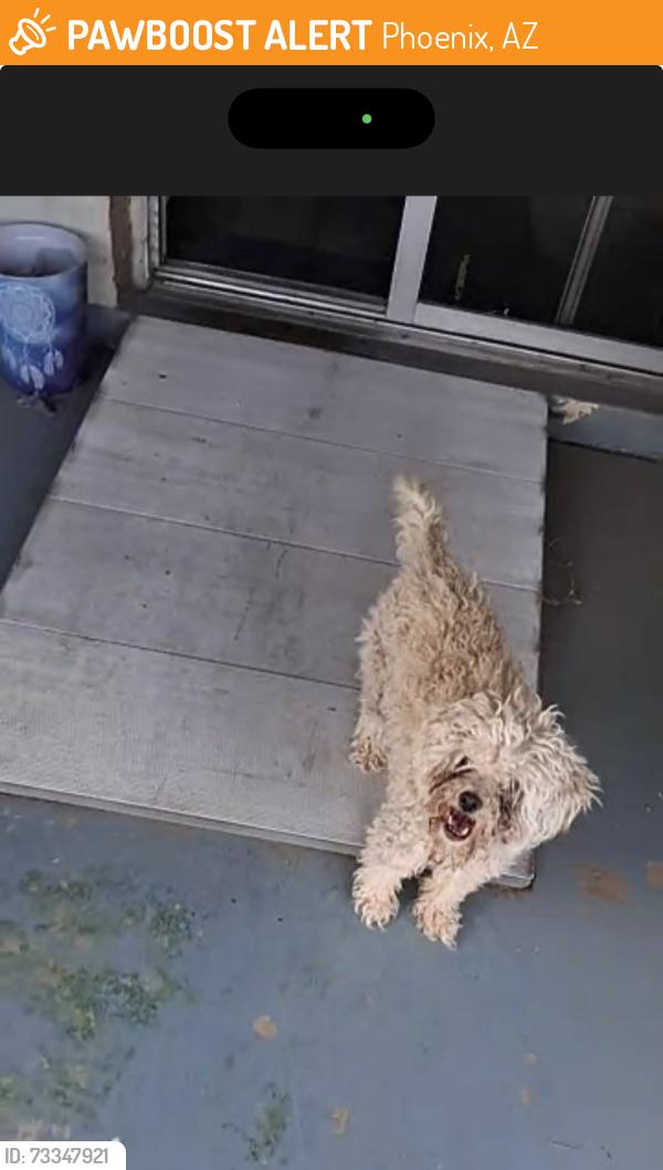 Found/Stray Female Dog last seen 35th Ave. Bethany Home Rd., Phoenix, AZ, Phoenix, AZ 85019