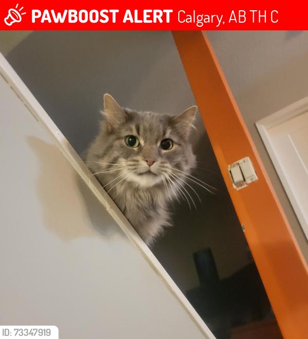 Lost Female Cat last seen West springs, coach hill, Calgary, AB T3H 1C8
