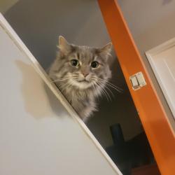 Lost Female Cat last seen West springs, coach hill, Calgary, AB T3H 1C8