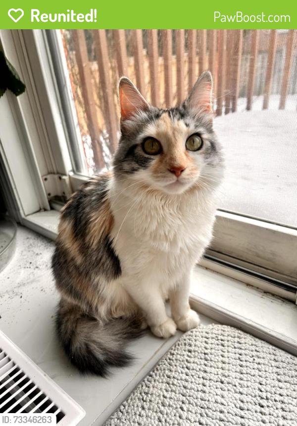 Reunited Female Cat last seen Legacy public school, shell gas station, Markham, ON L3S 4G3