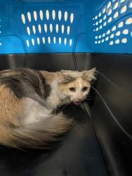 Shelter Stray Female Cat last seen N MONAGHAN RD AND E 8TH PL, 2080 S Quebec St, Denver, CO 80231, USA