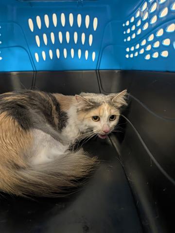 Shelter Stray Female Cat last seen N MONAGHAN RD AND E 8TH PL, 2080 S Quebec St, Denver, CO 80231, USA