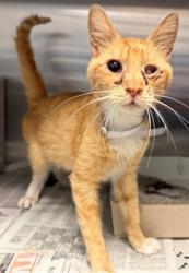 Shelter Stray Male Cat last seen , 5210 W Ave I, Lancaster, CA 93536, USA