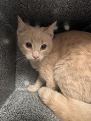 Shelter Stray Unknown Cat last seen MISSISSIPPI AND BUCKLEY, 2080 S Quebec St, Denver, CO 80231, USA