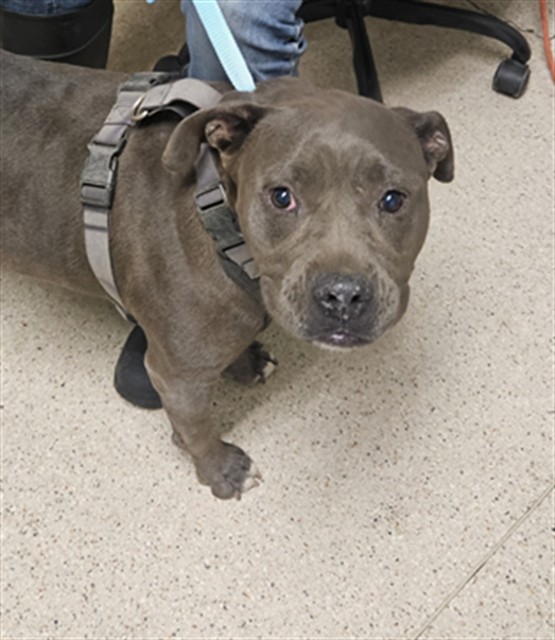 Shelter Stray Female Dog last seen Near BLOCK WISTARIA ST, BAKERSFIELD CA 93308, 3951 Fruitvale Ave, Bakersfield, CA 93308, USA