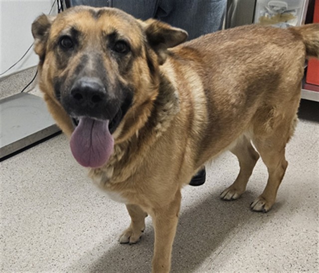 Shelter Stray Male Dog last seen Near BLOCK WISTARIA ST, BAKERSFIELD CA 93308, 3951 Fruitvale Ave, Bakersfield, CA 93308, USA