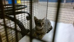 Shelter Stray Unknown Cat last seen NW 36 ST AND NW 22 AVE, 3599 NW 79th Ave, Doral, FL 33122, USA