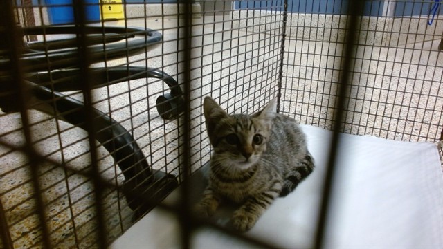 Shelter Stray Unknown Cat last seen NW 36 ST AND NW 22 AVE, 3599 NW 79th Ave, Doral, FL 33122, USA