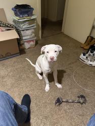 Lost Female Dog last seen East 7 mile, Highland Park, MI 48203