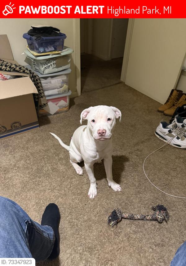Lost Female Dog last seen East 7 mile, Highland Park, MI 48203