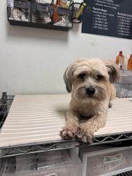 Shelter Stray Male Dog last seen Near BLOCK SIERRA VISTA, BAKERSFIELD CA 93306, 3951 Fruitvale Ave, Bakersfield, CA 93308, USA