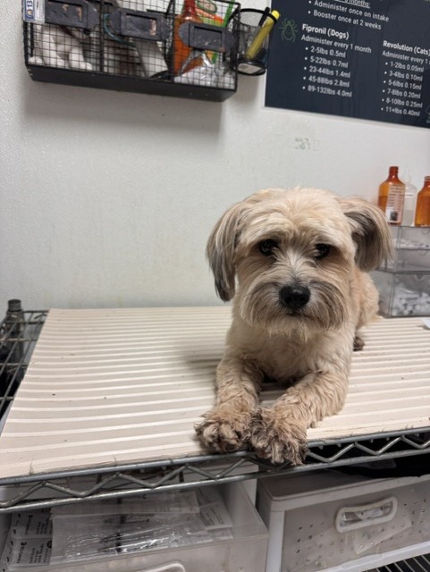 Shelter Stray Male Dog last seen Near BLOCK SIERRA VISTA, BAKERSFIELD CA 93306, 3951 Fruitvale Ave, Bakersfield, CA 93308, USA
