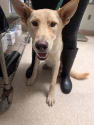 Shelter Stray Male Dog last seen Near BLOCK BRIGHTON WAY, BAKERSFIELD CA 93308, 3951 Fruitvale Ave, Bakersfield, CA 93308, USA