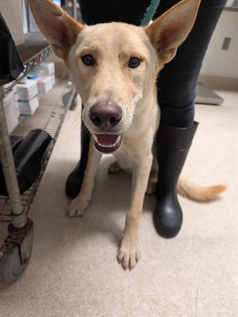 Shelter Stray Male Dog last seen Near BLOCK BRIGHTON WAY, BAKERSFIELD CA 93308, 3951 Fruitvale Ave, Bakersfield, CA 93308, USA