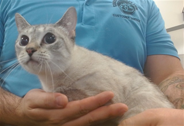 Shelter Stray Female Cat last seen Near BLOCK NW 201 TER, 3599 NW 79th Ave, Doral, FL 33122, USA