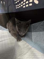 Shelter Stray Male Cat last seen Near BLOCK FAIRFAX RD, BAKERSFIELD CA 93306, 3951 Fruitvale Ave, Bakersfield, CA 93308, USA