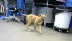 Shelter Stray Male Dog last seen ALCAZAR, 11800 Sunset Gardens Rd SW, Albuquerque, NM 87121, USA