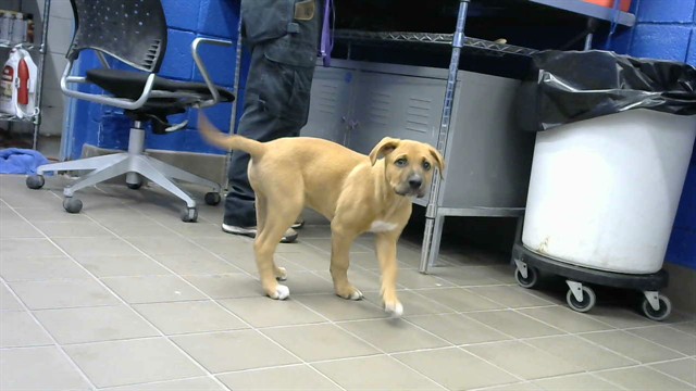 Shelter Stray Male Dog last seen ALCAZAR, 11800 Sunset Gardens Rd SW, Albuquerque, NM 87121, USA