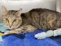 Shelter Stray Female Cat last seen 14TH ST/MCKINLEY ST, 5501 E Van Buren St, Phoenix, AZ 85008, USA