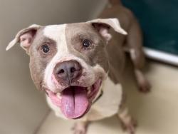 Shelter Stray Male Dog last seen Near BLOCK W LOCUST, 3839 W Burnham St, West Milwaukee, WI 53215, USA