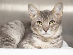 Shelter Stray Male Cat last seen 47TH/PEORIA, 5501 E Van Buren St, Phoenix, AZ 85008, USA