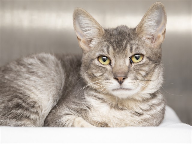Shelter Stray Male Cat last seen 47TH/PEORIA, 5501 E Van Buren St, Phoenix, AZ 85008, USA